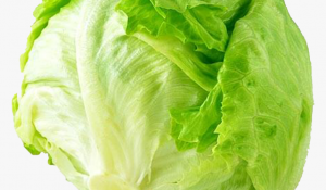 ceberg lettuce ceberg lettuce aljazeeratrade
