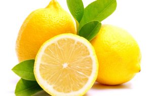 citrus Providing all kinds of citrus fruit